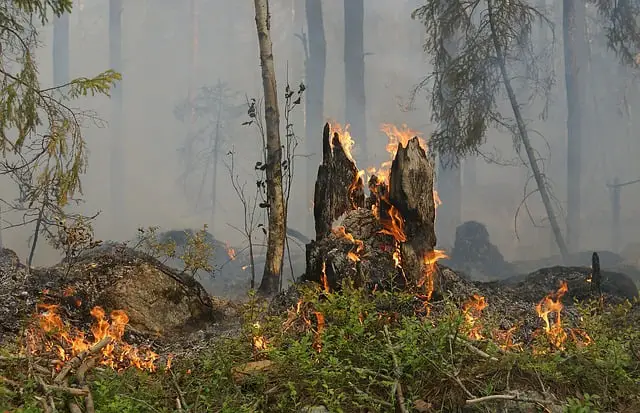 boomstronk in het vuur in Europees bos