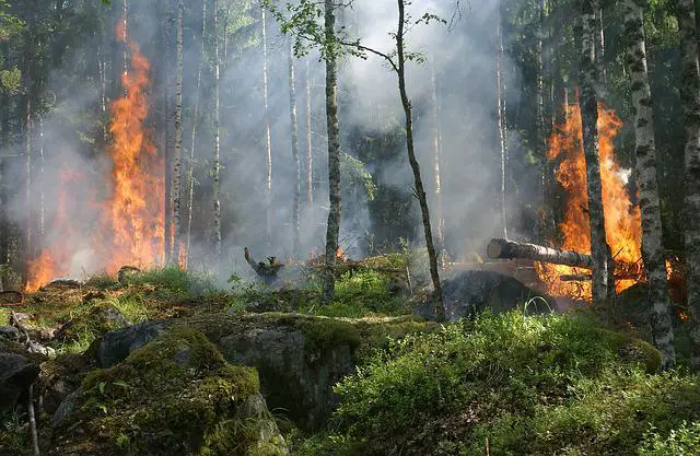 bosbrand in europa