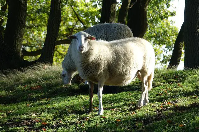 veluwe schaap in bos nederland