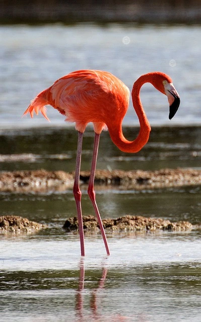 carabische flamingo