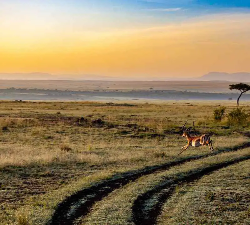 antelope-safari-zonsondergang-afrika