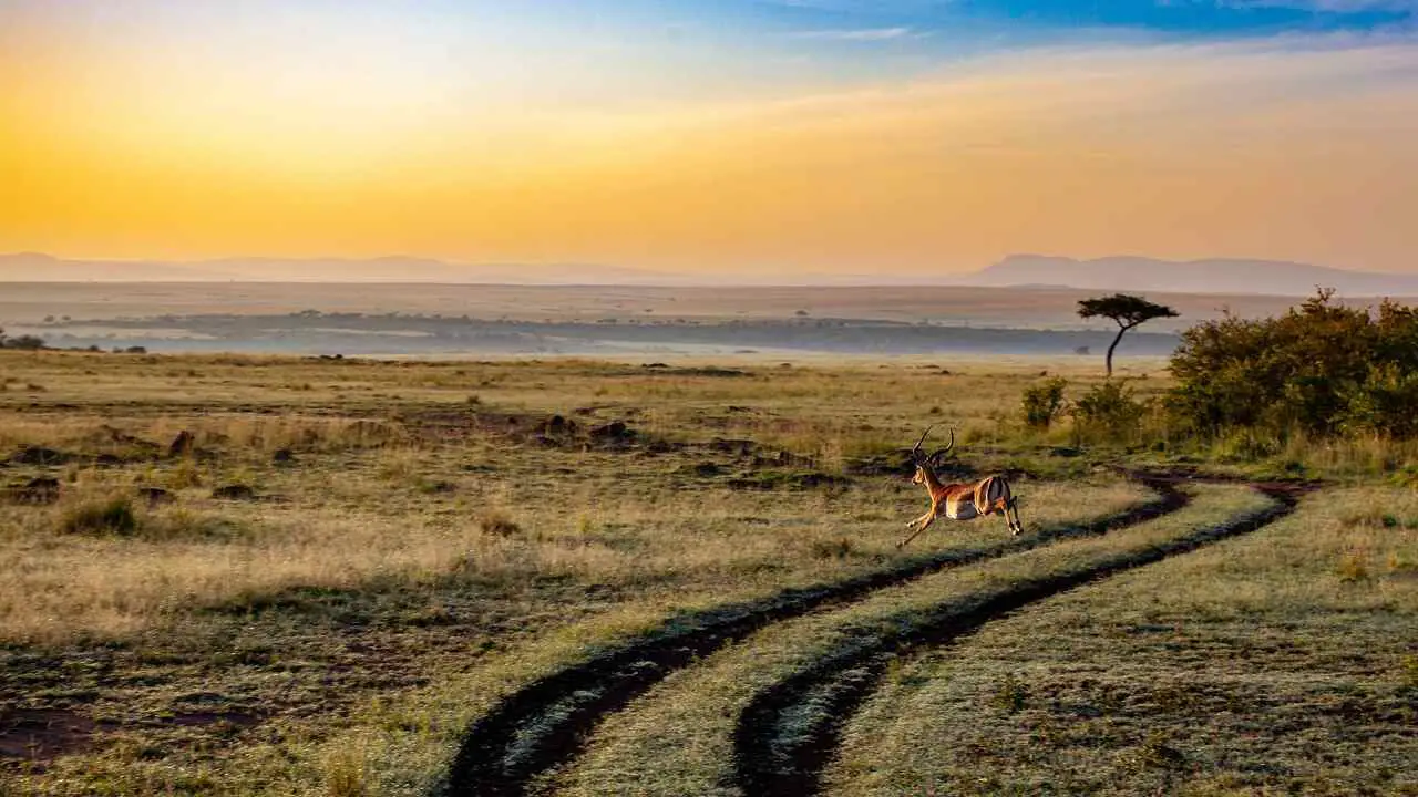 antelope-safari-zonsondergang-afrika