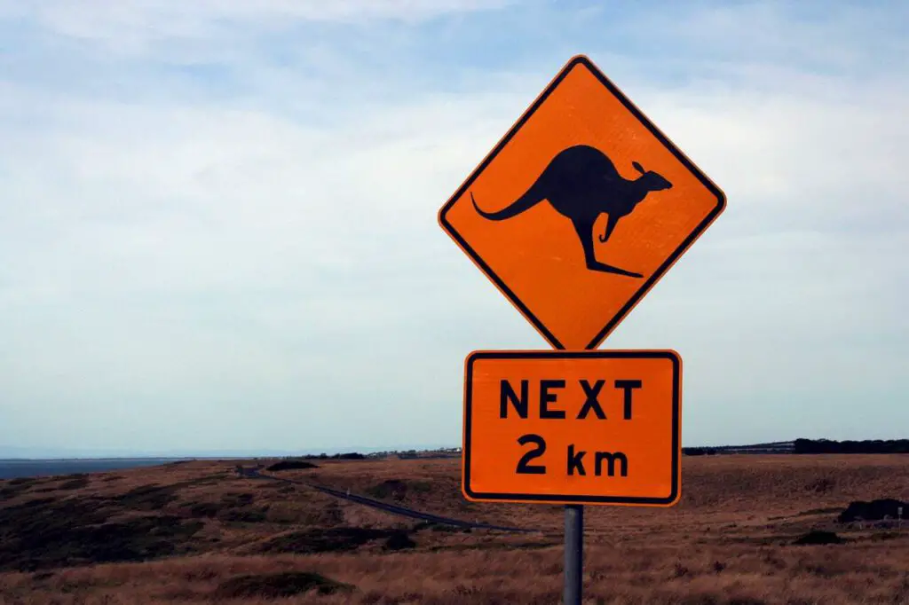 australie-kangoeroes-route