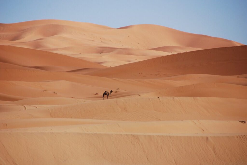 marokko-woestijn-kameel