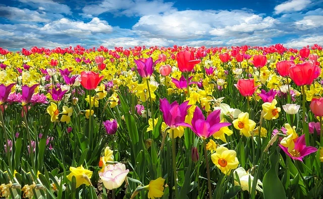 tulpenveld-voorjaar-nederland
