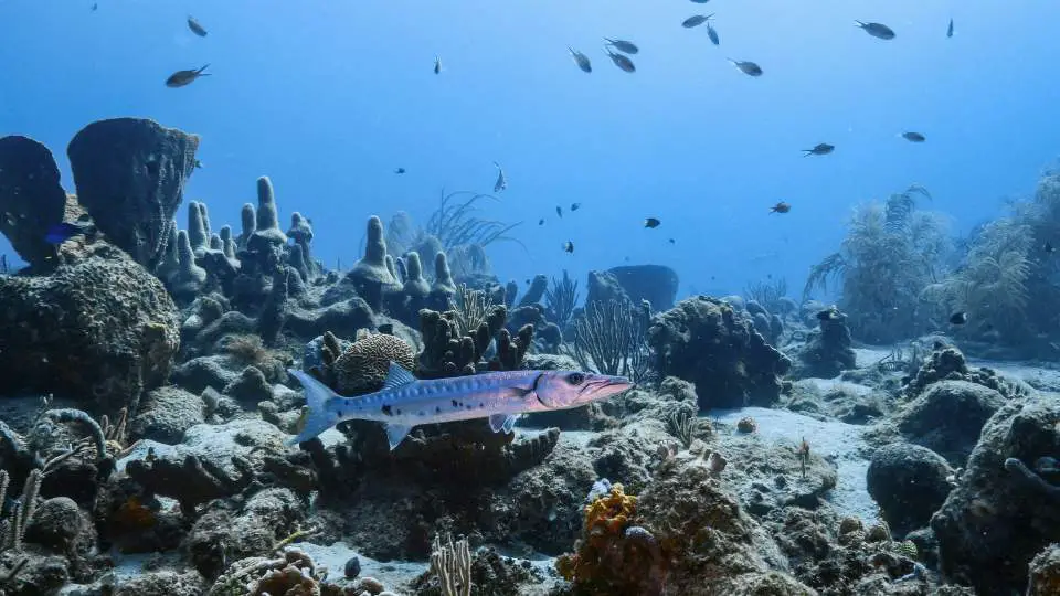 welke vis op Curaçao barracuda