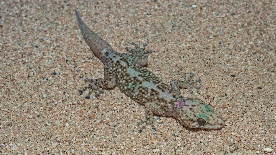 Dutch leaf-toed gekko