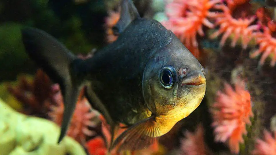 welke vis op Curaçao blackfin