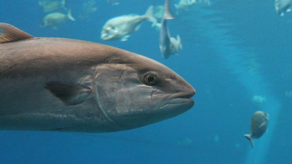 Blauwvin tonijn vis Curaçao