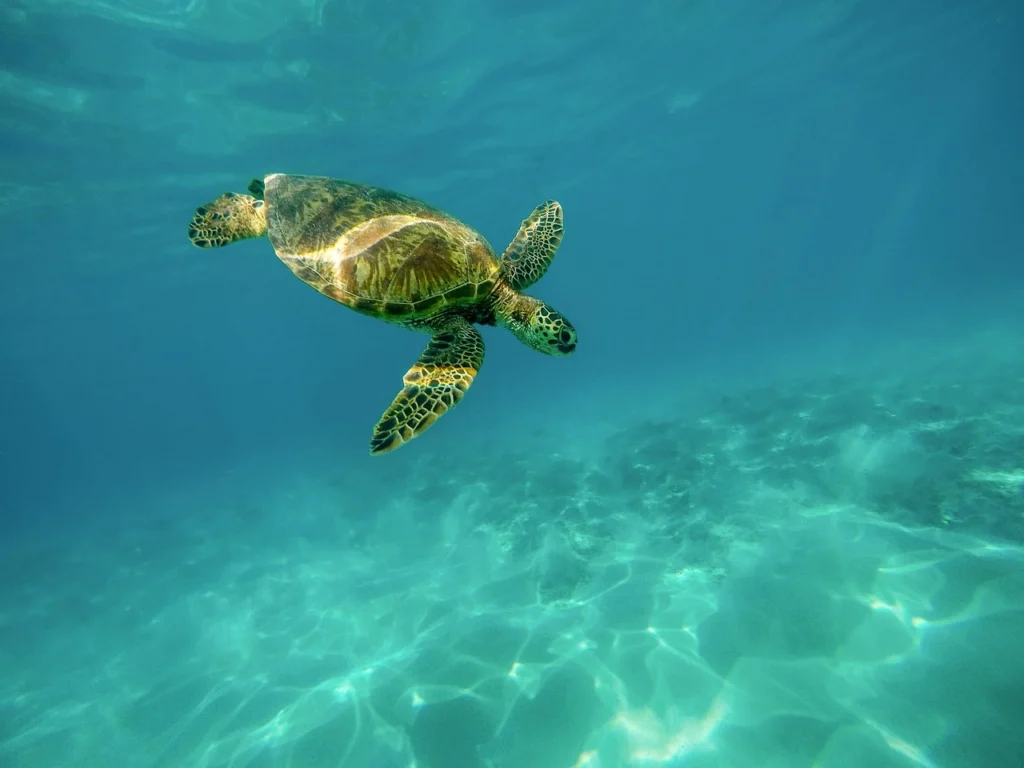 duiken-curacao-schildpad