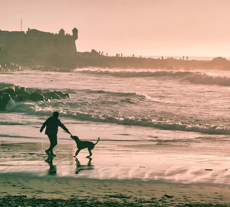 vakantie met hond op het strand