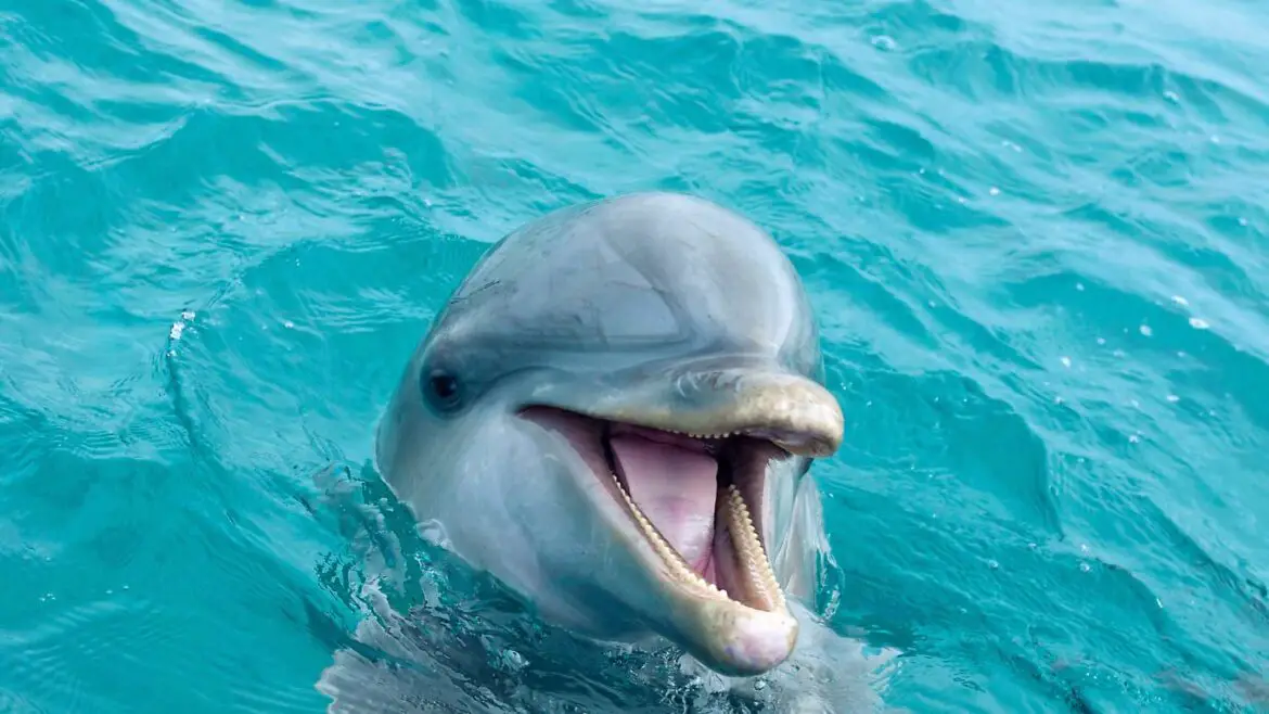 Curaçao met dolfijnen zwemmen: must know’s