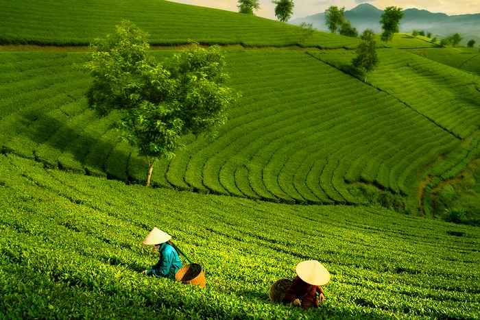 rijstvelden viëtnam azië